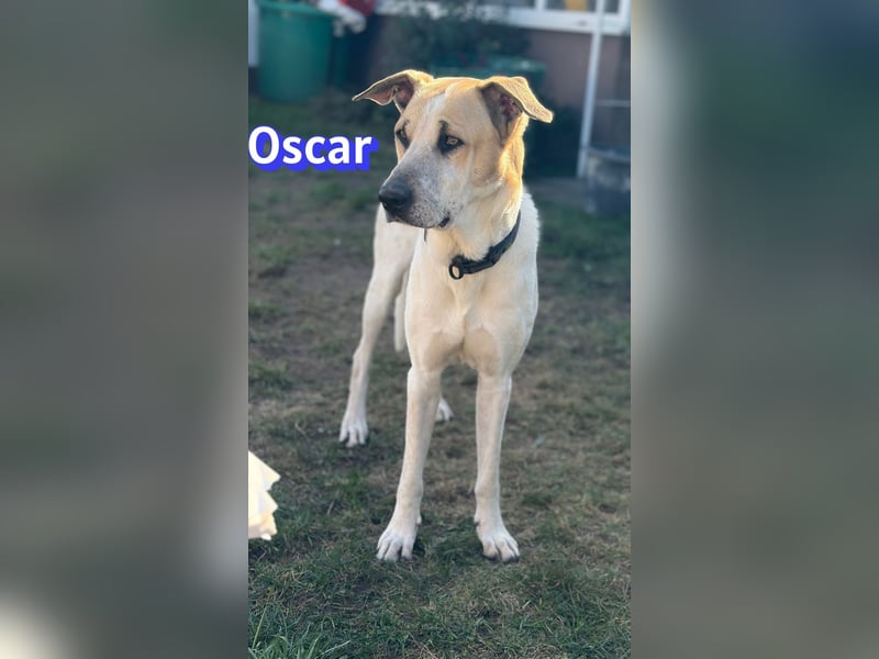 VERMITTLUNGSHILFE Oscar, 12/20 - sucht erfahrene Hände