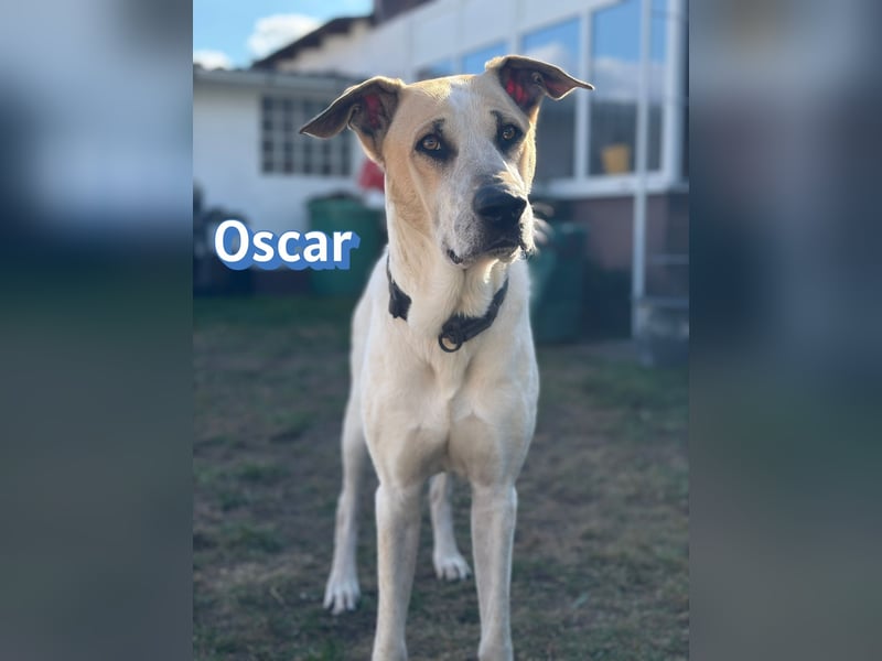 VERMITTLUNGSHILFE Oscar, 12/20 - sucht erfahrene Hände