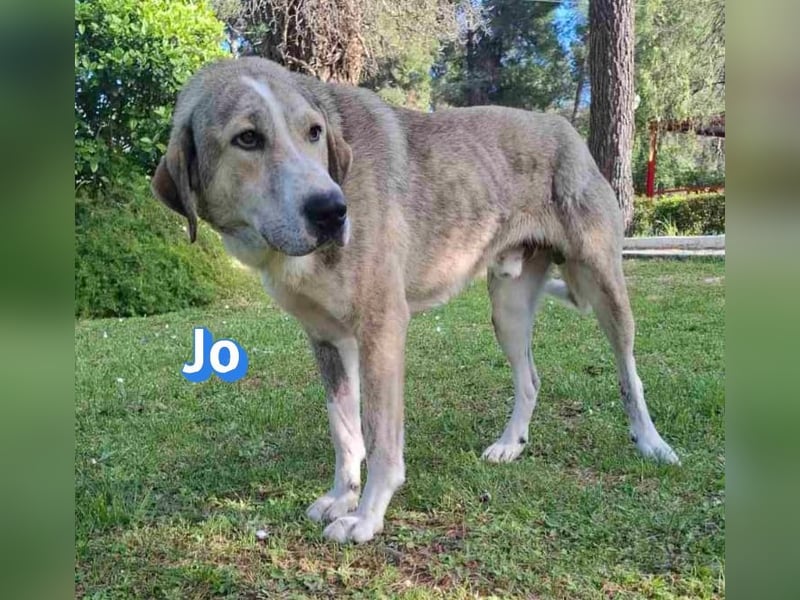 Jo - 06/2023 - sanfter Riese scuht sein Glück