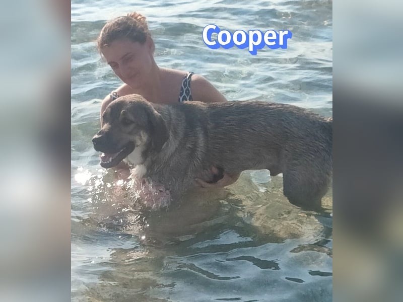 Cooper, 02/25 - sanfter Riese sucht ab September ein Zuhause