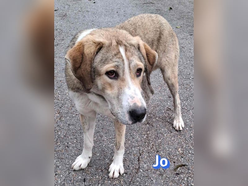 Jo - 06/2023 - sanfter Riese scuht sein Glück