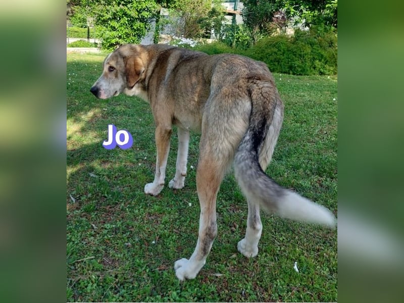 Jo - 06/2023 - sanfter Riese scuht sein Glück