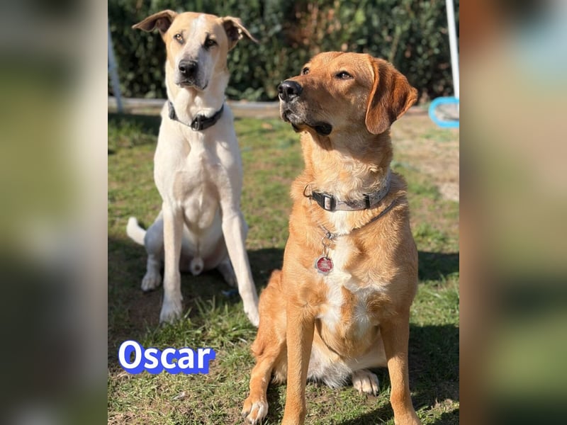 VERMITTLUNGSHILFE Oscar, 12/20 - sucht erfahrene Hände