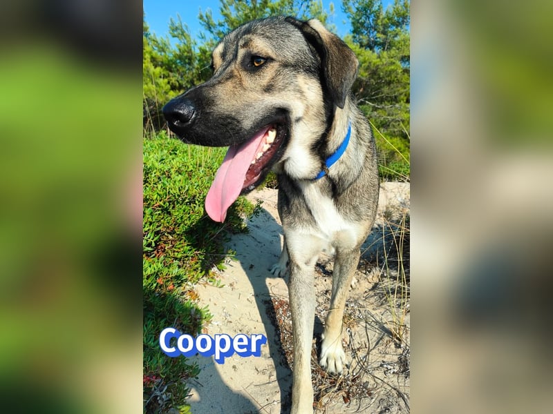 Cooper, 02/25 - sanfter Riese sucht ab September ein Zuhause