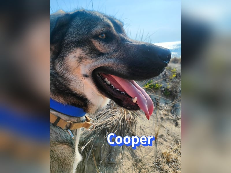 Cooper, 02/25 - sanfter Riese sucht ab September ein Zuhause