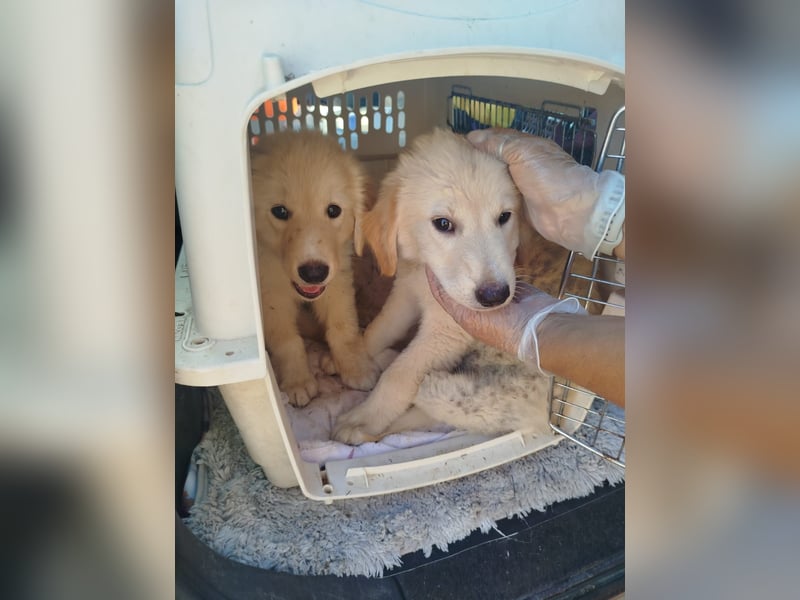Eleni, 06/26 - kleines Wunder sucht Zuhause