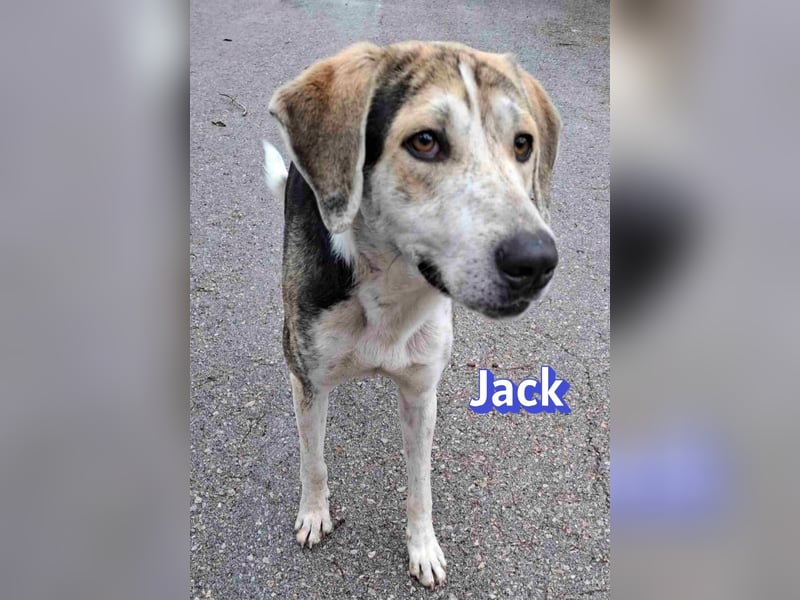 Jack - 06/2023 - sanfter Riese sucht sein Glück
