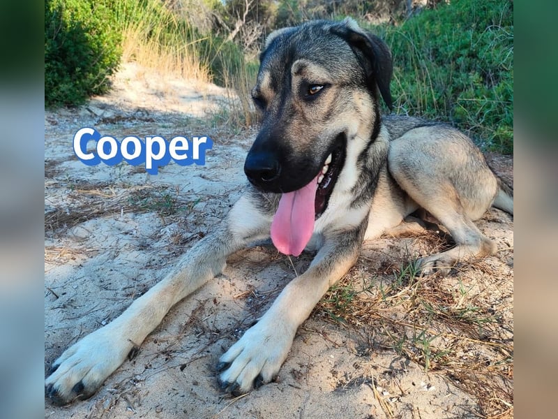 Cooper, 02/25 - sanfter Riese sucht ab September ein Zuhause