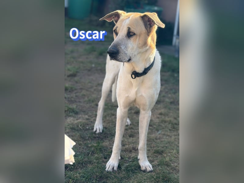 VERMITTLUNGSHILFE Oscar, 12/20 - sucht erfahrene Hände