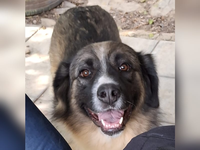 Darla- sucht ein Zuhause/Pflegestelle Darla- sucht ein Zuhause/Pflegestelle