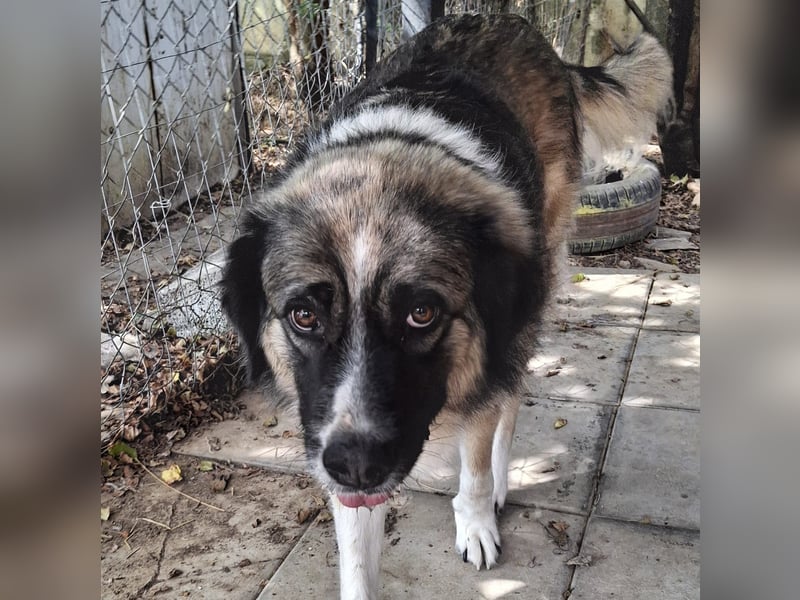 Darla- sucht ein Zuhause/Pflegestelle Darla- sucht ein Zuhause/Pflegestelle