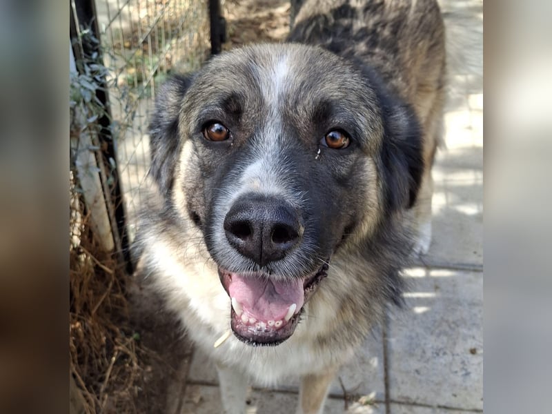 Darla- sucht ein Zuhause/Pflegestelle Darla- sucht ein Zuhause/Pflegestelle