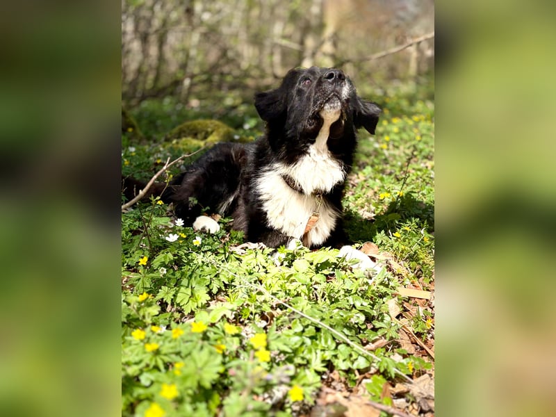 Update zu Barney