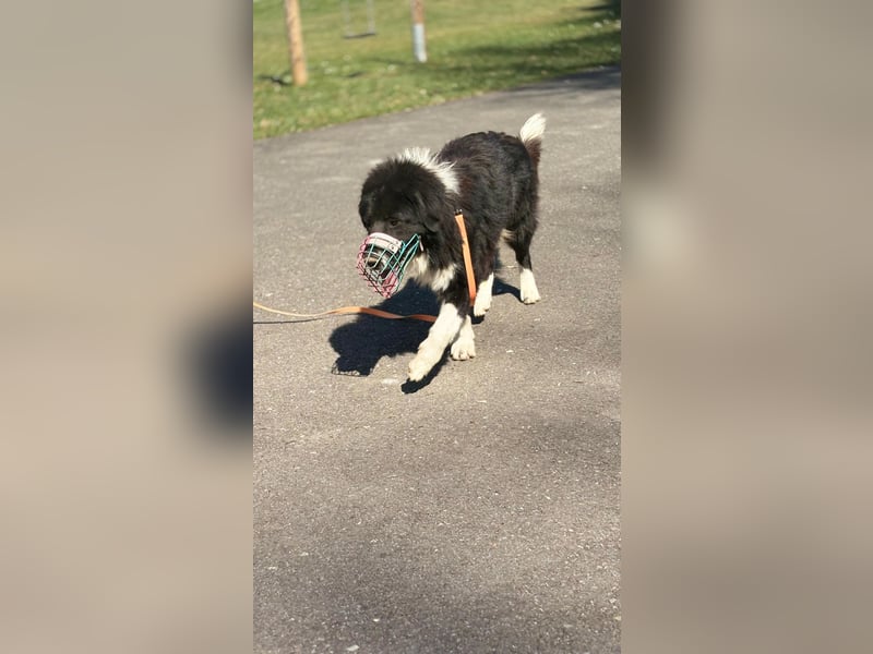 Update zu Barney
