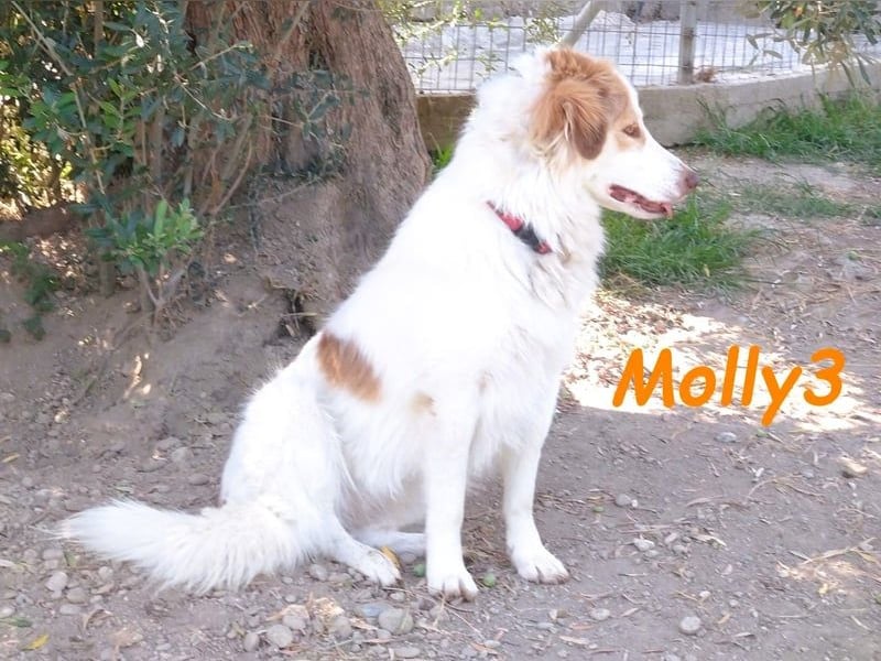 Molly3 geb. 05/2022 (GRC) - neugierige, aufgeschlossene und verschmuste hübsche Hündin!