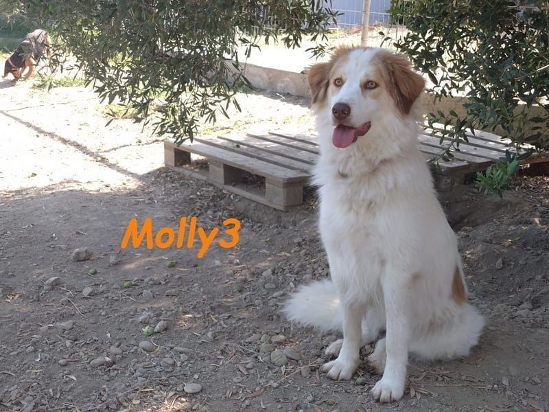Molly3 geb. 05/2022 (GRC) - neugierige, aufgeschlossene und verschmuste hübsche Hündin!