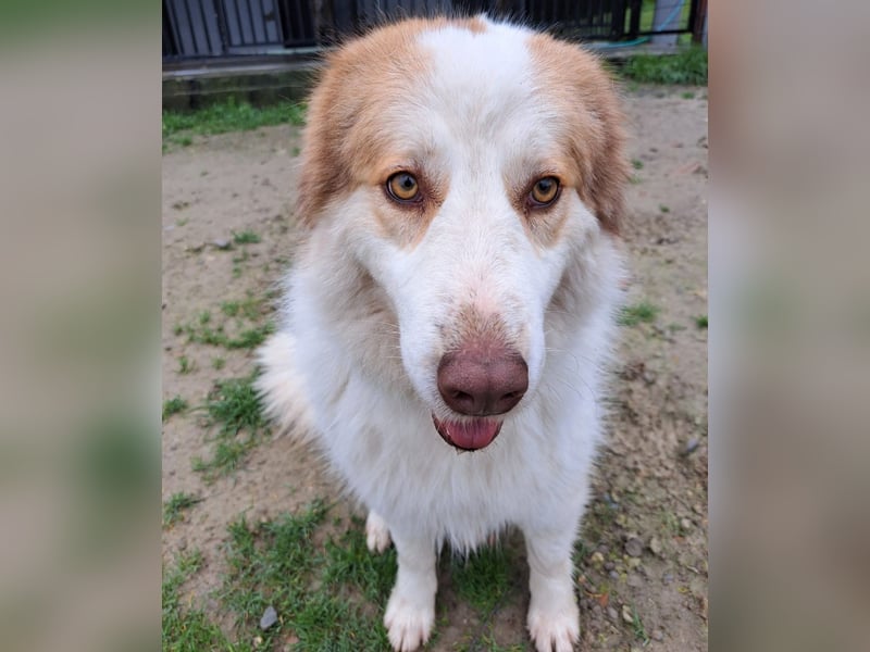 Molly3 geb. 05/2022 (GRC) - neugierige, aufgeschlossene und verschmuste hübsche Hündin!