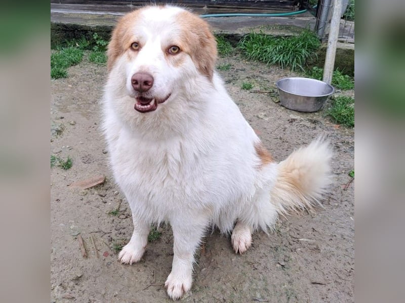 Molly3 geb. 05/2022 (GRC) - neugierige, aufgeschlossene und verschmuste hübsche Hündin!