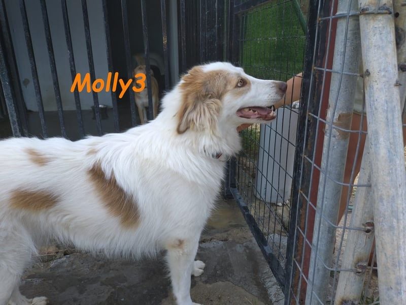 Molly3 geb. 05/2022 (GRC) - neugierige, aufgeschlossene und verschmuste hübsche Hündin!