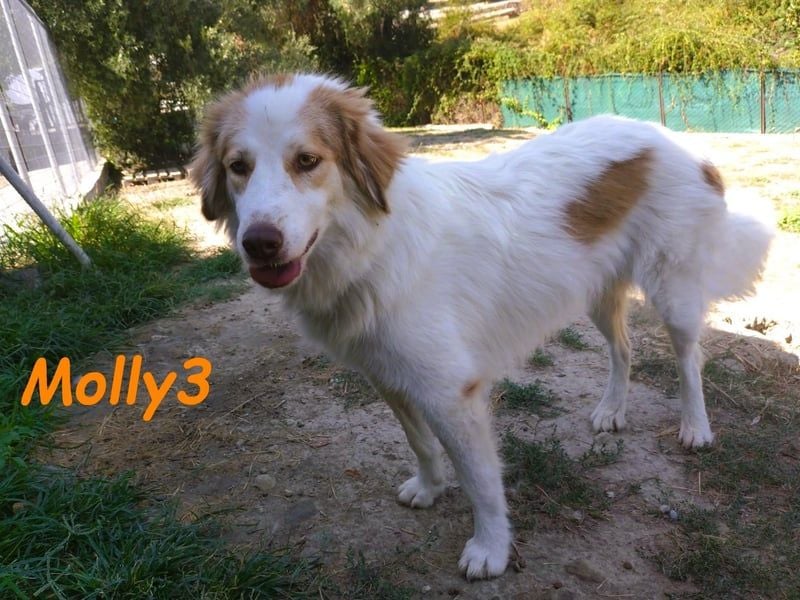 Molly3 geb. 05/2022 (GRC) - neugierige, aufgeschlossene und verschmuste hübsche Hündin!