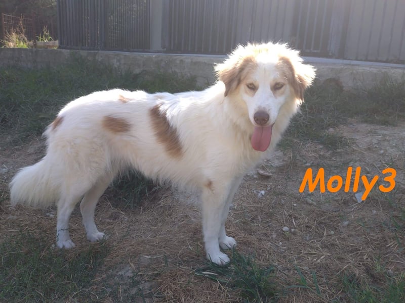 Molly3 geb. 05/2022 (GRC) - neugierige, aufgeschlossene und verschmuste hübsche Hündin!