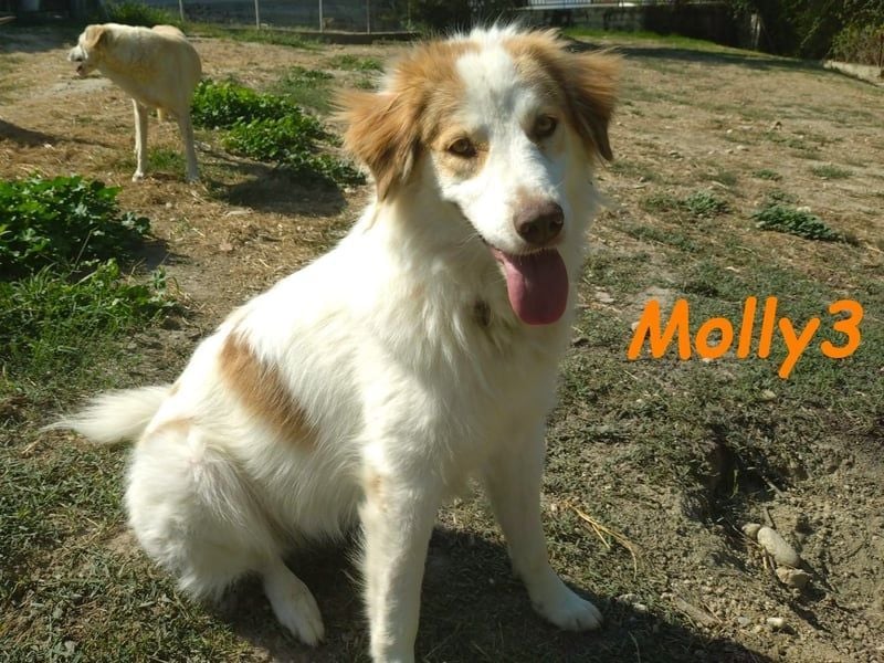 Molly3 geb. 05/2022 (GRC) - neugierige, aufgeschlossene und verschmuste hübsche Hündin!