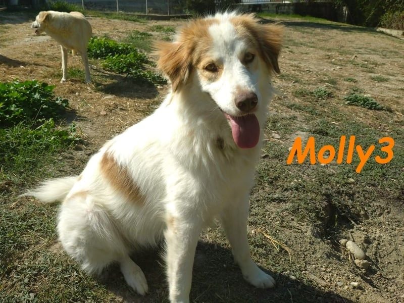 Molly3 geb. 05/2022 (GRC) - neugierige, aufgeschlossene und verschmuste hübsche Hündin!