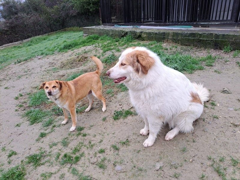 Molly3 geb. 05/2022 (GRC) - neugierige, aufgeschlossene und verschmuste hübsche Hündin!