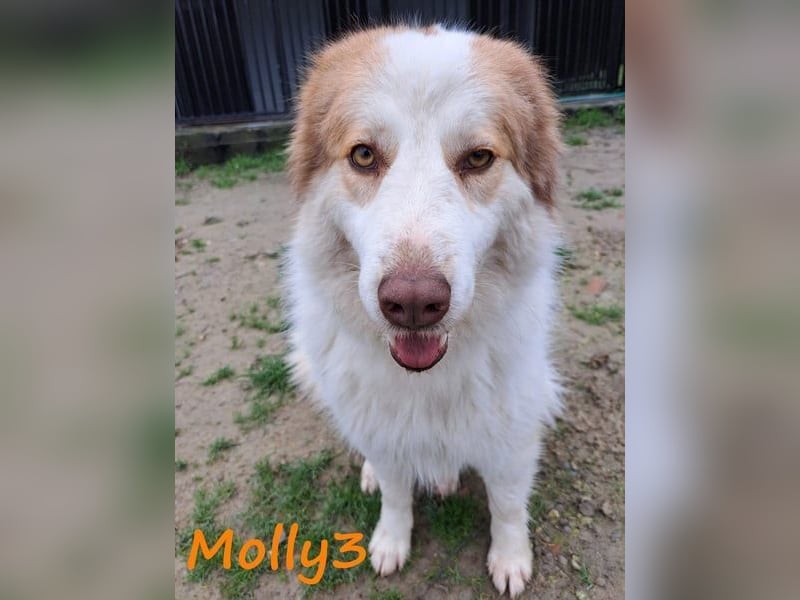 Molly3 geb. 05/2022 (GRC) - neugierige, aufgeschlossene und verschmuste hübsche Hündin!