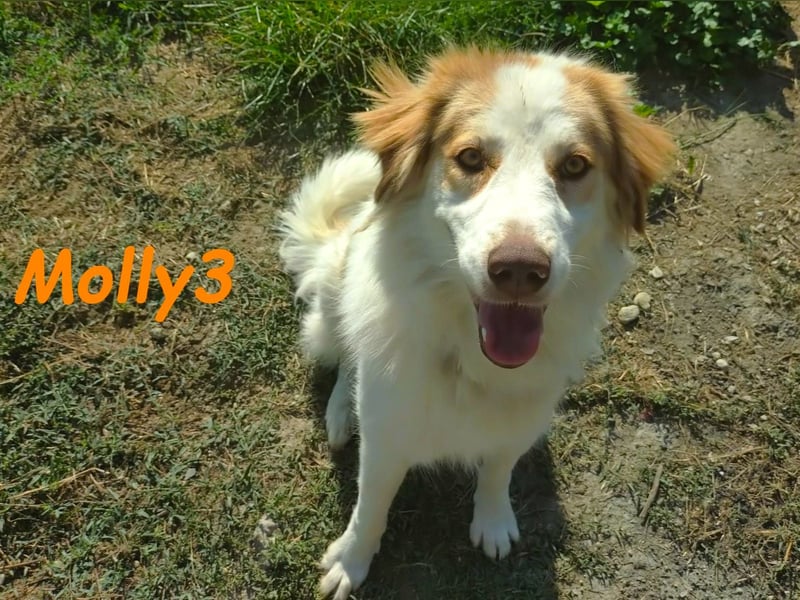 Molly3 geb. 05/2022 (GRC) - neugierige, aufgeschlossene und verschmuste hübsche Hündin!