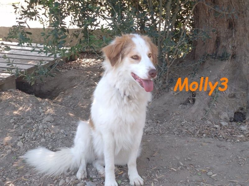 Molly3 geb. 05/2022 (GRC) - neugierige, aufgeschlossene und verschmuste hübsche Hündin!