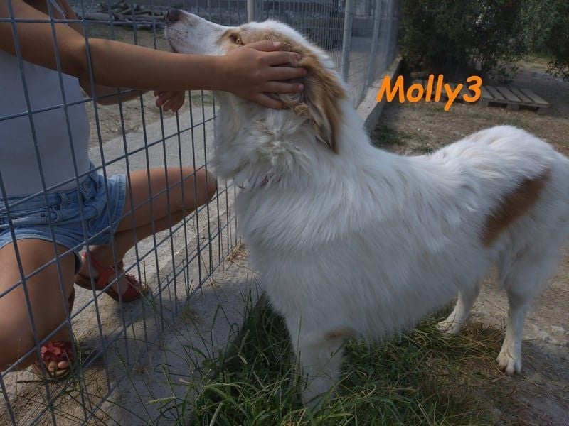 Molly3 geb. 05/2022 (GRC) - neugierige, aufgeschlossene und verschmuste hübsche Hündin!
