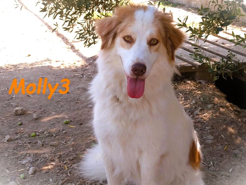 Molly3 geb. 05/2022 (GRC) - neugierige, aufgeschlossene und verschmuste hübsche Hündin!