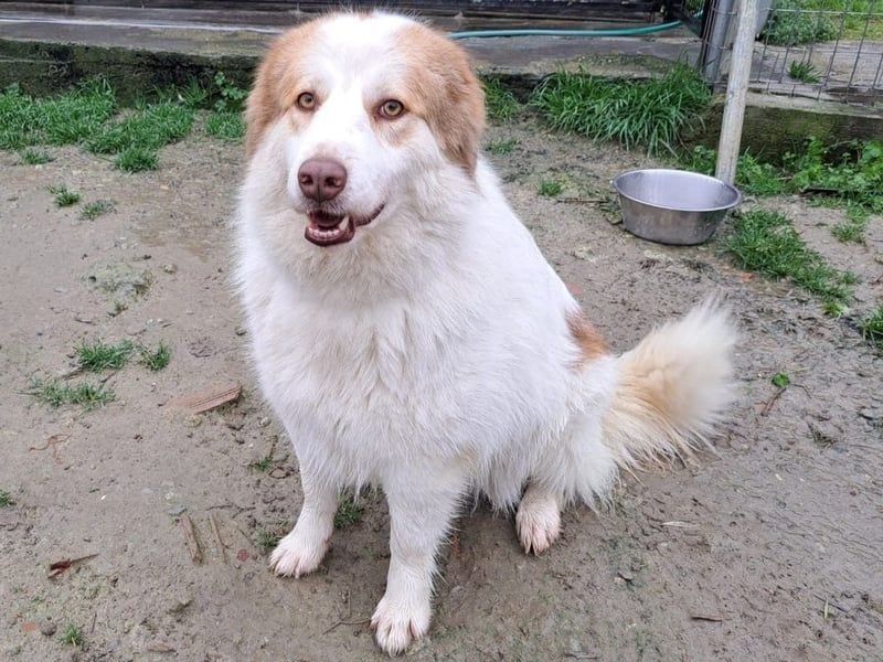 Molly3 geb. 05/2022 (GRC) - neugierige, aufgeschlossene und verschmuste hübsche Hündin!