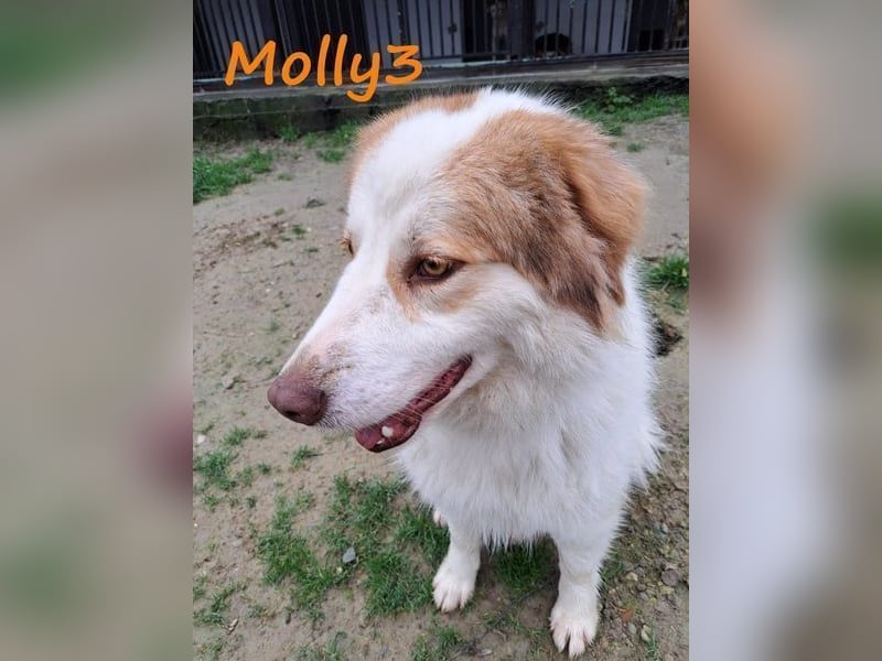 Molly3 geb. 05/2022 (GRC) - neugierige, aufgeschlossene und verschmuste hübsche Hündin!