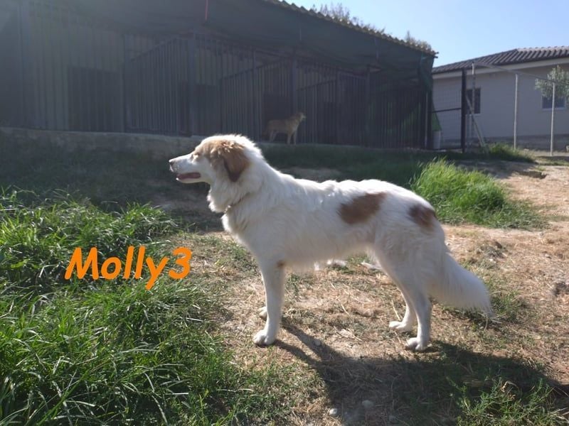 Molly3 geb. 05/2022 (GRC) - neugierige, aufgeschlossene und verschmuste hübsche Hündin!