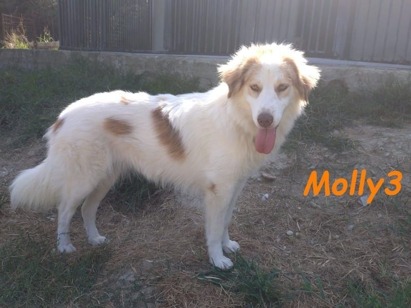 Molly3 geb. 05/2022 (GRC) - neugierige, aufgeschlossene und verschmuste hübsche Hündin!