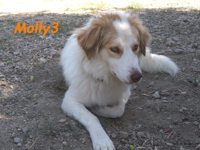 Molly3 geb. 05/2022 (GRC) - neugierige, aufgeschlossene und verschmuste hübsche Hündin!
