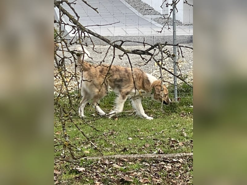 Mali, Notfallhündin sucht erfahrene Menschen mit Herz und Verstand