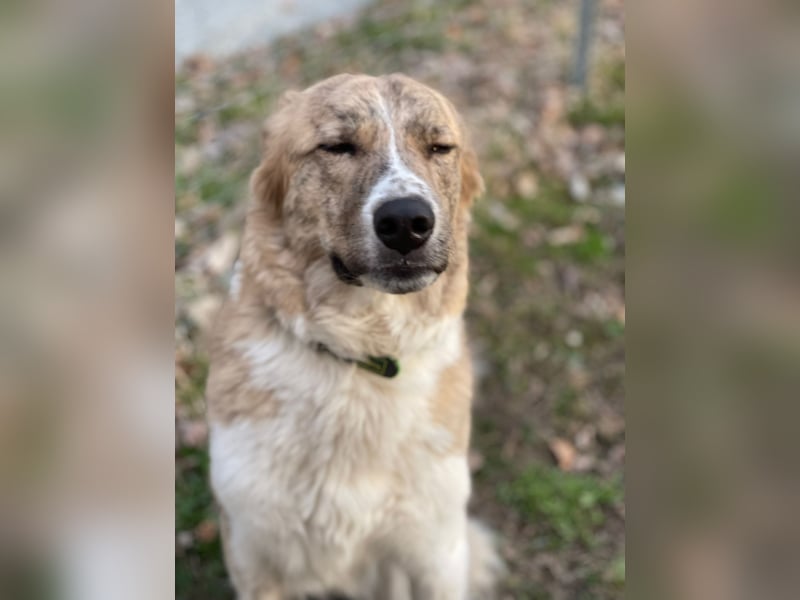 Mali, Notfallhündin sucht erfahrene Menschen mit Herz und Verstand