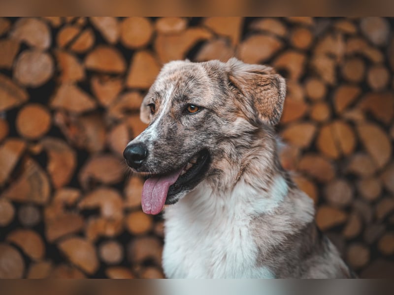 Mali, Notfallhündin sucht erfahrene Menschen mit Herz und Verstand