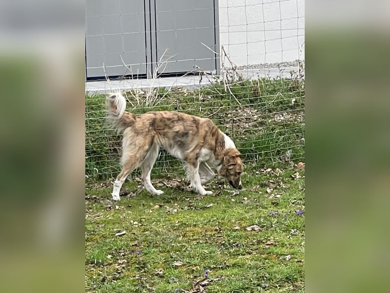 Mali, Notfallhündin sucht erfahrene Menschen mit Herz und Verstand