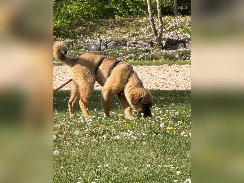Xaver, lieber, sehr sozialer, katzenverträglicher Junghund