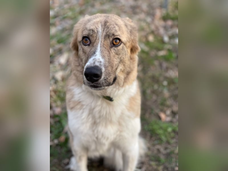 Mali, Notfallhündin sucht erfahrene Menschen mit Herz und Verstand