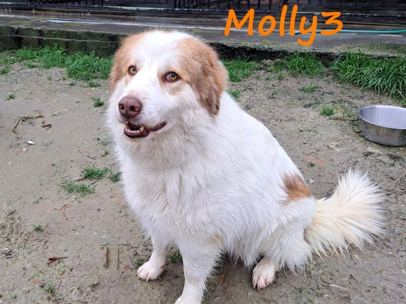 Molly3 05/2022 (GRC) - neugierige, aufgeschlossene und verschmuste hübsche Hündin!