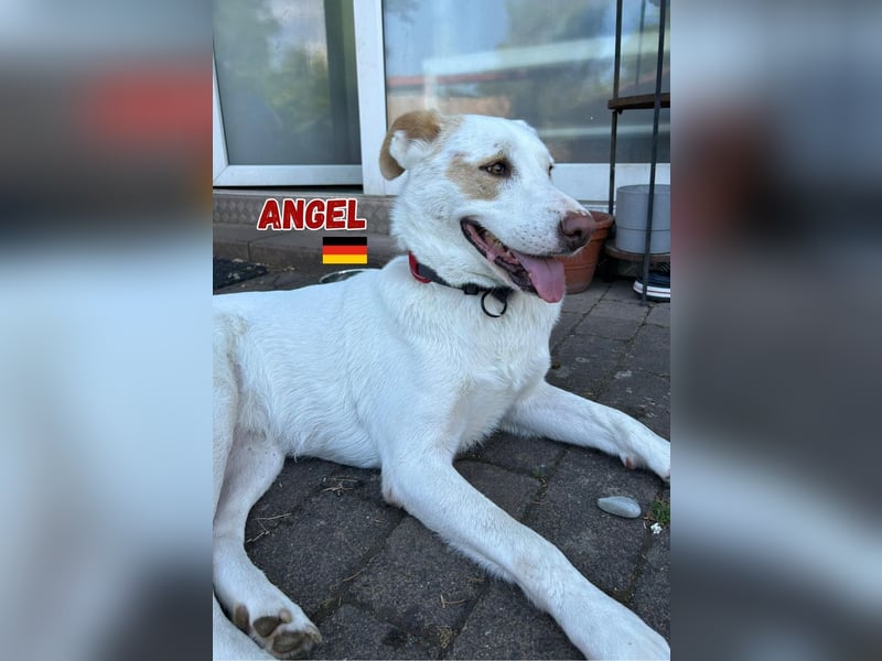 Angel,geb.04/23,ruhige,menschenbezogene Hündin sucht ihre Familie,bereits auf PS in 64754 Mossautal
