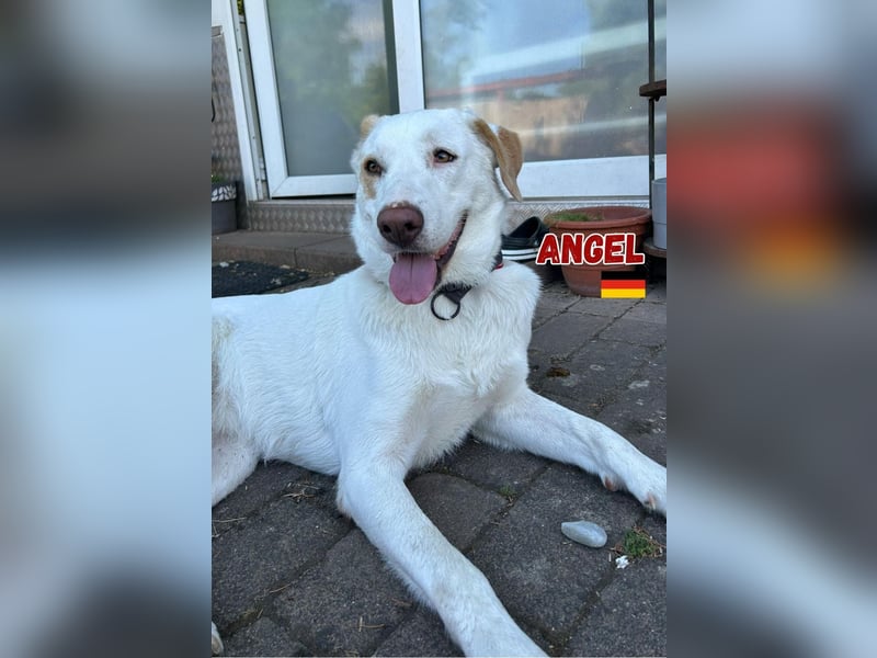Angel,geb.04/23,ruhige,menschenbezogene Hündin sucht ihre Familie,bereits auf PS in 64754 Mossautal