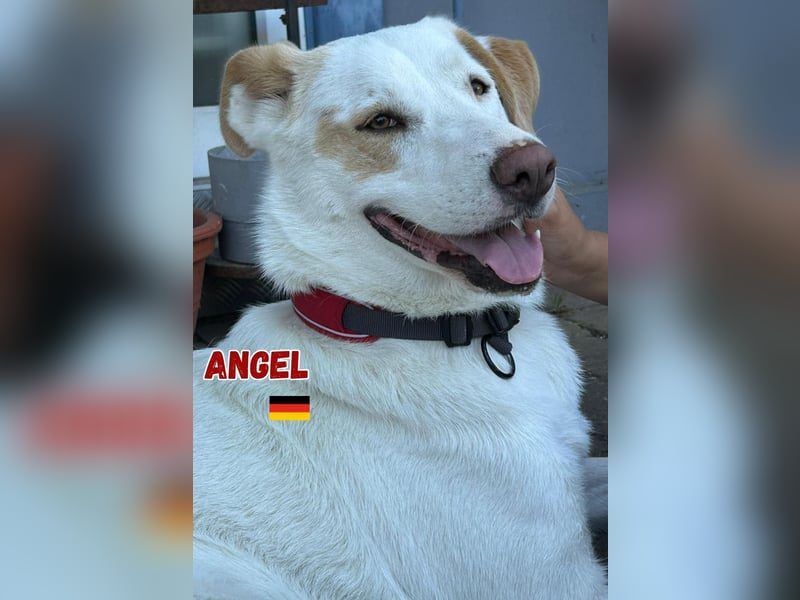 Angel,geb.04/23,ruhige,menschenbezogene Hündin sucht ihre Familie,bereits auf PS in 64754 Mossautal