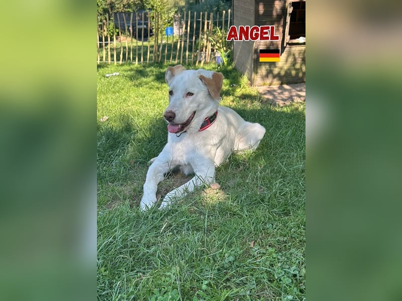 Angel,geb.04/23,ruhige,menschenbezogene Hündin sucht ihre Familie,bereits auf PS in 64754 Mossautal