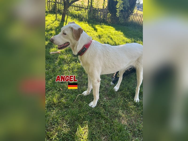 Angel,geb.04/23,ruhige,menschenbezogene Hündin sucht ihre Familie,bereits auf PS in 64754 Mossautal